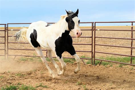 Black and White Tobiano Photograph by Cheryl Poland - Pixels