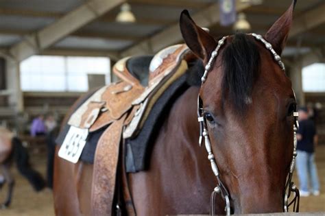 quarter horse show #horses | Show horses, Western horse, American ...