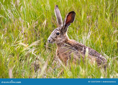 Black-tailed Jackrabbit Lepus Californicus Stock Photo - Image of hare ...