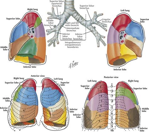 Right Upper Lobe Lung Anatomy