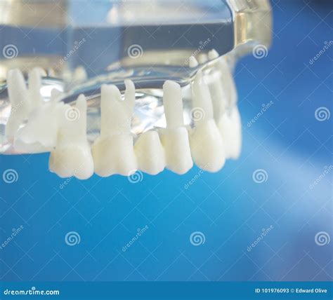 Dental teeth mouth model stock image. Image of mouth - 101976093