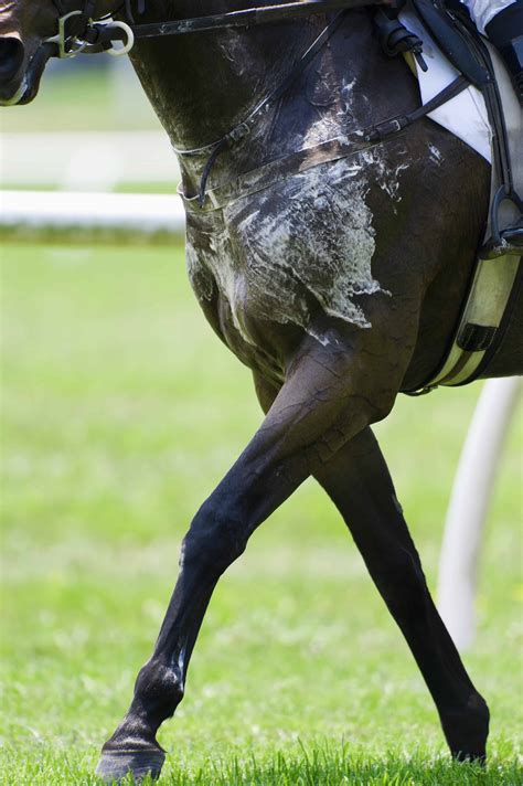 Equine dehydration - Emerald Valley Equine