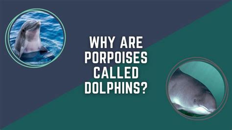 Why Are Porpoises Called Dolphins? The Fascinating Connection ...