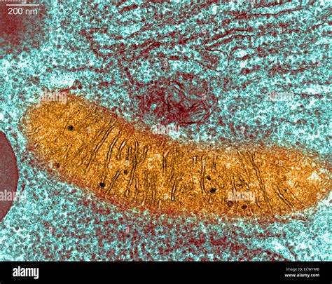 Mitochondria hi-res stock photography and images - Alamy