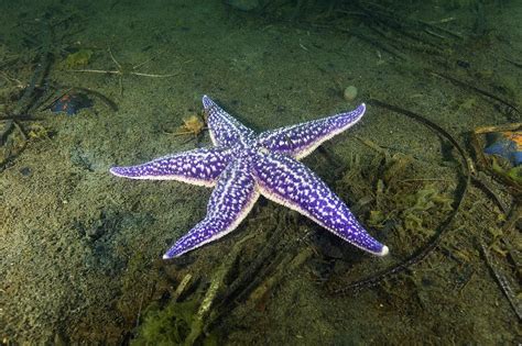 Starfish, Asterina Pectinifera Photograph by Alexander Semenov