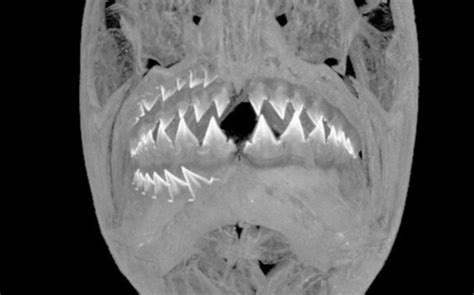 Piranha teeth are even more incredible than we thought – Authcom