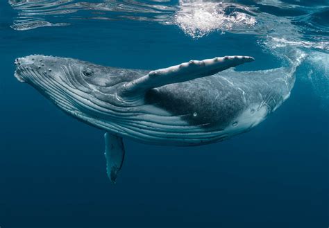 WORLD WHALE DAY - February 16, 2025 - National Today