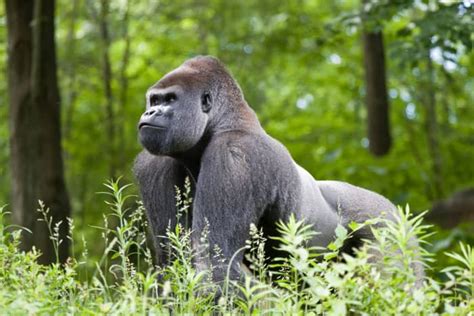 Powerful Primates: 5 Facts About Silverback Gorillas - Owlcation