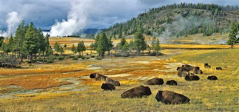 Yellowstone National Park - Jackson Hole Traveler