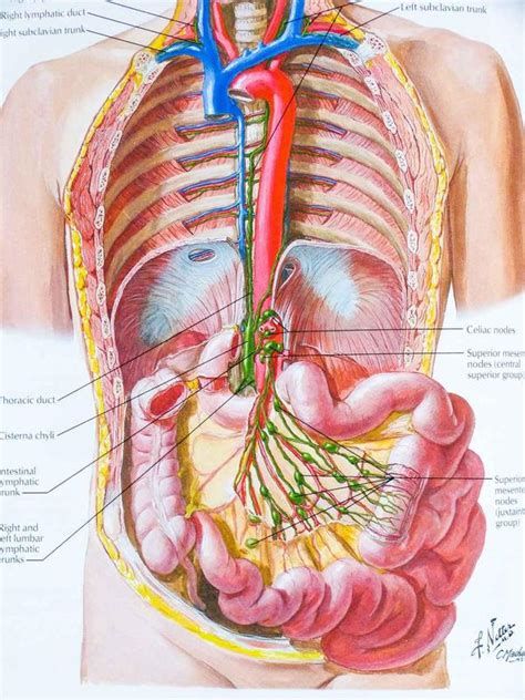 Anatomy Atlas for Android - APK Download