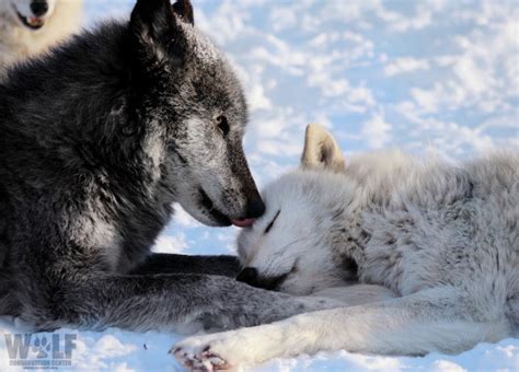 Denali Wolves Need Your Voice | Wolf Conservation Center