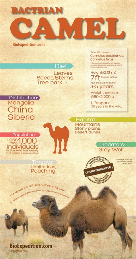 Bactrian Camel Infographic - Animal Facts and Information