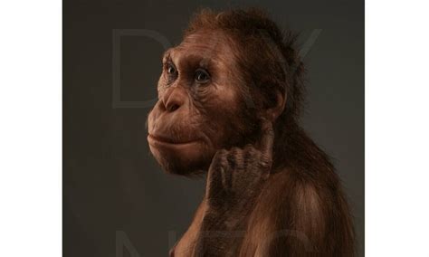 Scientists confirm pair of skeletons are from same early hominin species