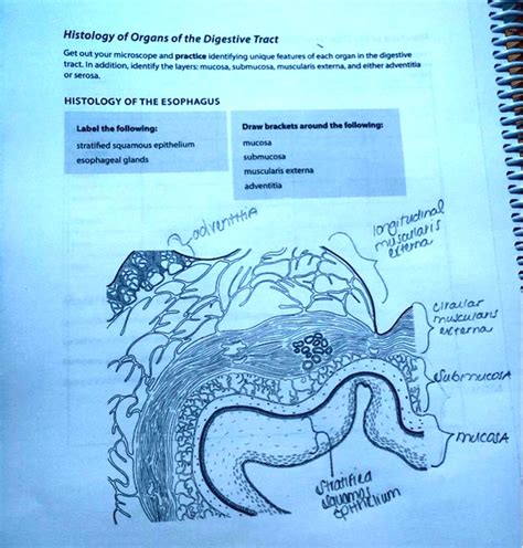 SOLVED: Is this labeled correctly? Histology of Organs of the Digestive ...