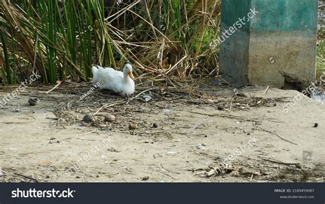 Sankey Tank Bangalore Karnataka India February Stock Photo 2189459087 | Shutterstock