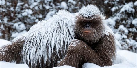 Curious Nature: Is climate change creating a real-life yeti? | VailDaily.com