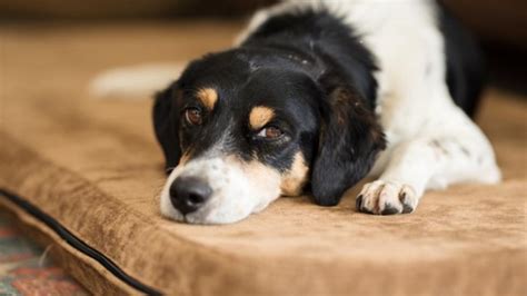 Gastroenteritis in Dogs: Symptoms, Causes, Treatment, and FAQs | PetMD