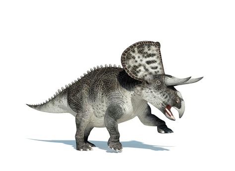 Zuniceratops Dinosaur Photograph by Leonello Calvetti/science Photo Library - Fine Art America