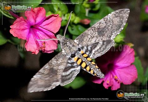 Tobacco Hornworm Moth Pictures