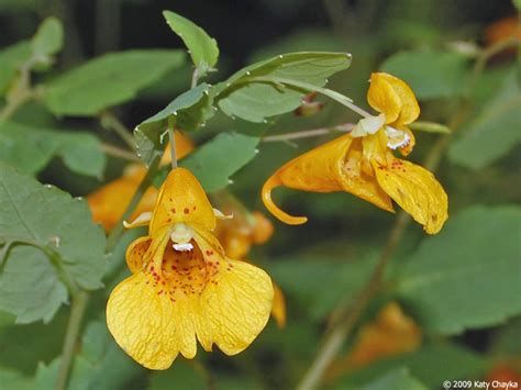 Impatiens capensis (Spotted Touch-me-not): Minnesota Wildflowers