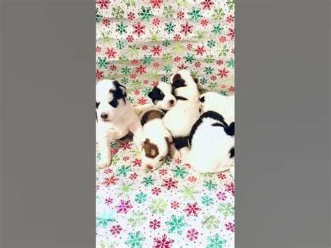 2 week old piebald husky puppies - YouTube