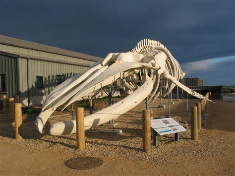 File:World’s largest whale skeleton at the Seymour Center at Long Marine Lab.jpg - Wikimedia Commons