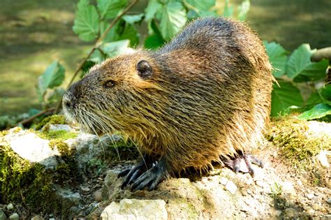 Free Images : water, forest, wildlife, mammal, rodent, fauna, whiskers, vertebrate, bavaria ...