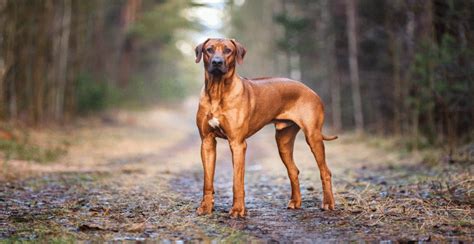 Rhodesian Ridgeback Guide (Size & Breed Characteristics)