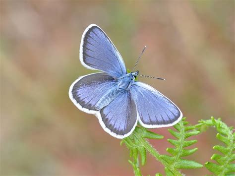 Silver-studded Blue | Butterfly Conservation