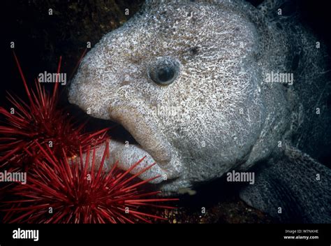 Wolf eel hi-res stock photography and images - Alamy