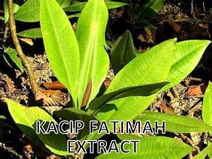 Kacip Fatimah Extract Supplier Malaysia | Buy Kacip Fatimah Extract