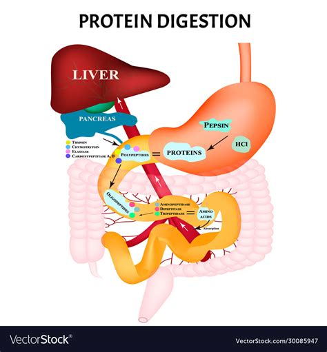 Protein digestion protein metabolism digestion Vector Image