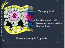 Bundle sheath cells around the vascular bundles in C4 plants are characterised by