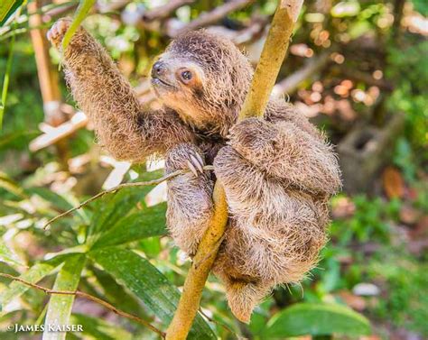 Photos of Adorable Baby Animals in Costa Rica • James Kaiser