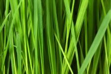 Grass Texture 1 Free Stock Photo - Public Domain Pictures