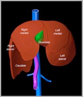 Veterinary Key Points: Message to Massive Liver Tumors in Dogs: We are not afraid of you!