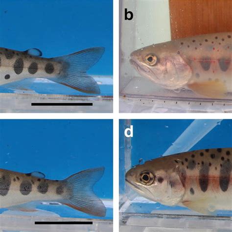 Typical external morphology of Oncorhynchus masou populations in this ...