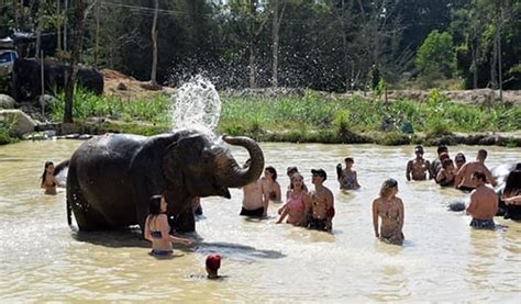 elephant-jungle-sanctuary-phuket-fb-3 - Trazy Blog