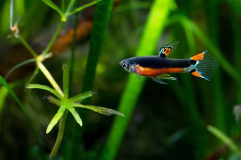 20+ Most Attractive & Colorful Tank Mates for Your Guppies