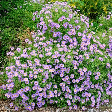 Aster oblongifolius 'October Skies' | White flower farm, October sky ...