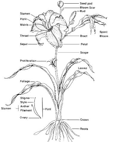 Belles Biology: Diagram of a Lily