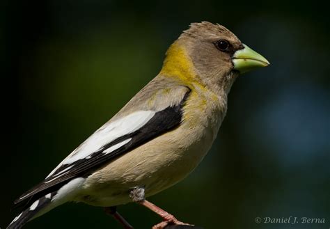 Daniel Berna Photography: Evening Grosbeak Female