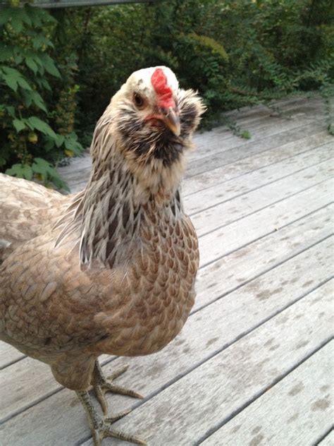 EE or Silver Ameraucana Hen | BackYard Chickens - Learn How to Raise Chickens