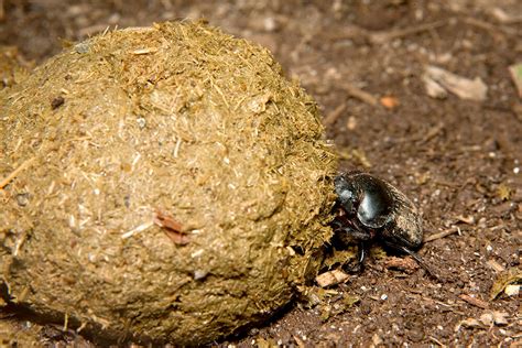 Dung Beetle | San Diego Zoo Animals & Plants