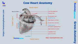 Cow Heart Anatomy - 4 Chambers with Labeled Diagram » AnatomyLearner ...