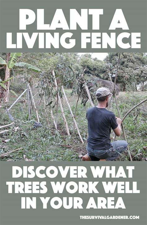 Planting a Living Fence in Almost Any Climate | The Survival Gardener