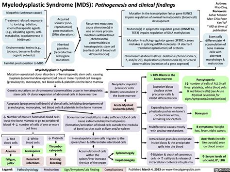 Myelodysplastic Syndrome: Pathogenesis and Clinical Findings | Calgary ...