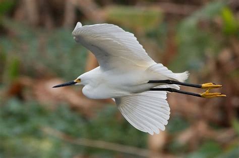 Snowy Egret Facts, Habitat, Migration, Adaptations, Pictures