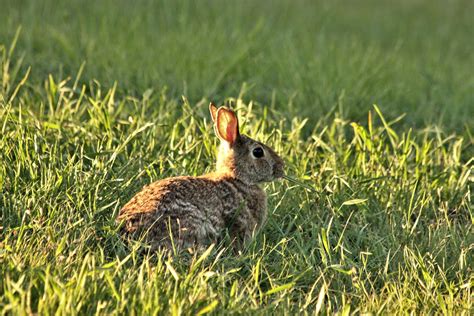 Rabbit Eating Blade Of Grass Free Stock Photo - Public Domain Pictures