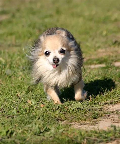 Chihuahua (Long coat) - Chihuahua (Long coat) - Dog Breeds